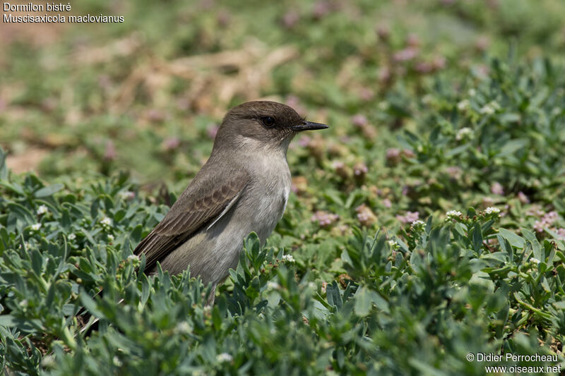 Dark-faced Ground Tyrant