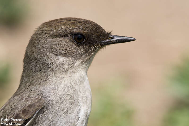 Dark-faced Ground Tyrantadult, close-up portrait