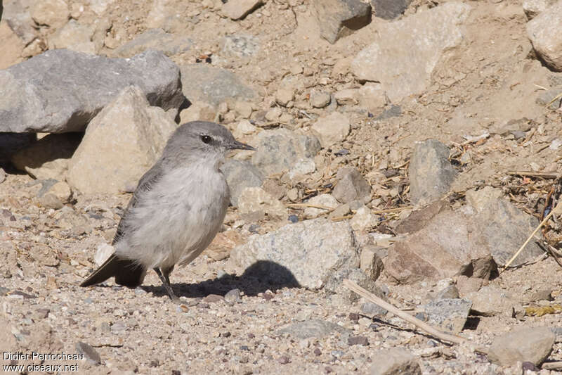 Cinereous Ground Tyrant