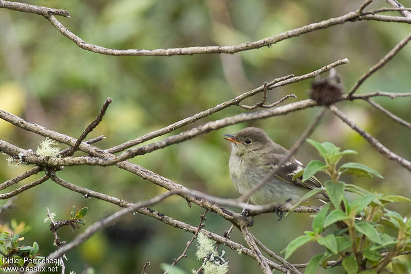 Élénie à cimier blancjuvénile, identification