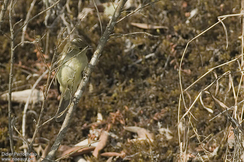 Élénie de Pallatangaadulte, habitat, pigmentation