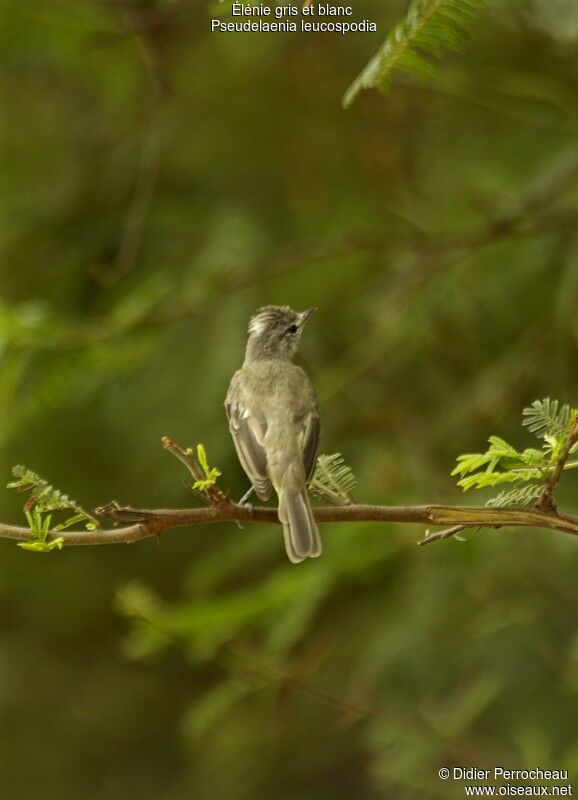 Grey-and-white Tyrannulet