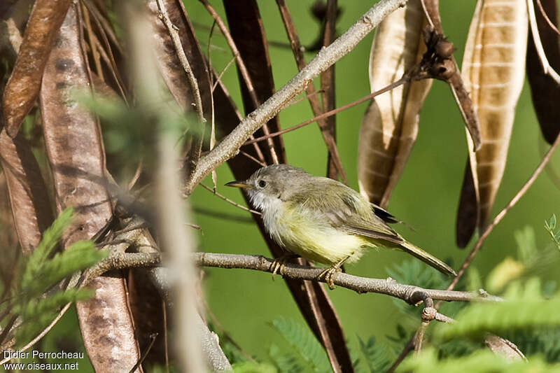 Érémomèle à dos vert, identification