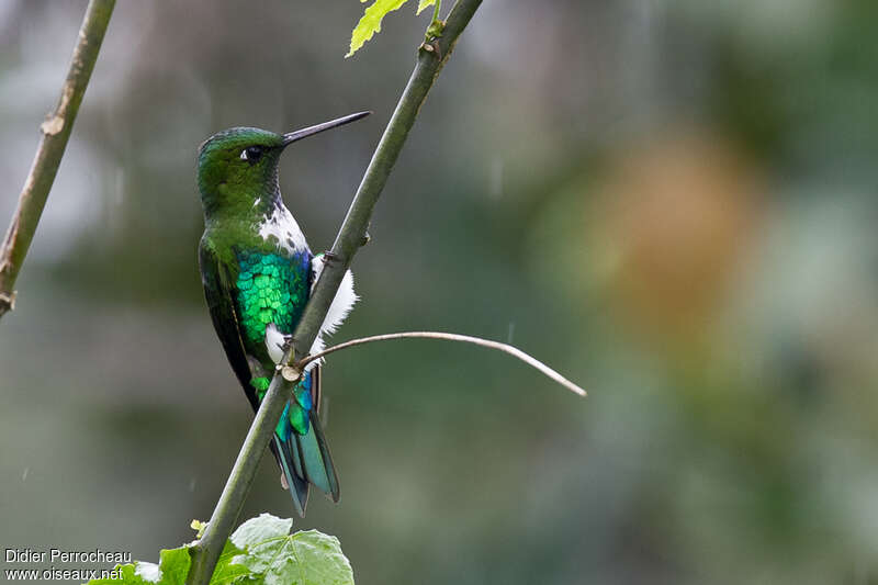 Emerald-bellied Pufflegadult, identification