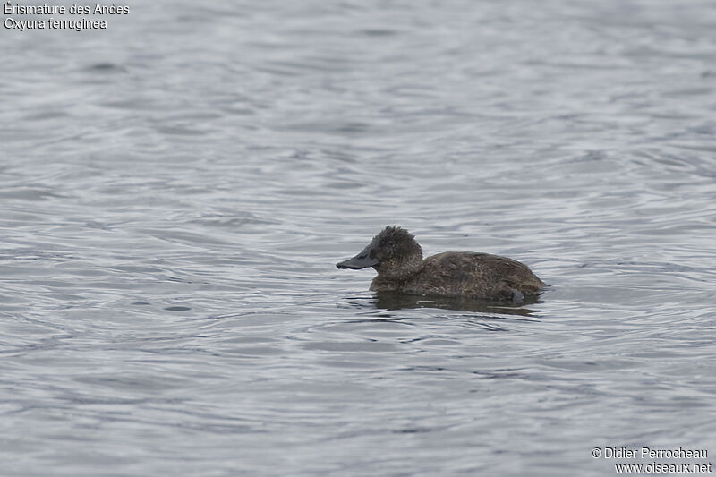 Andean Duckjuvenile