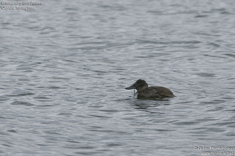 Andean Duckjuvenile