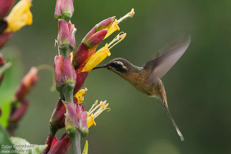 Black-throated Hermitadult, Flight, eats