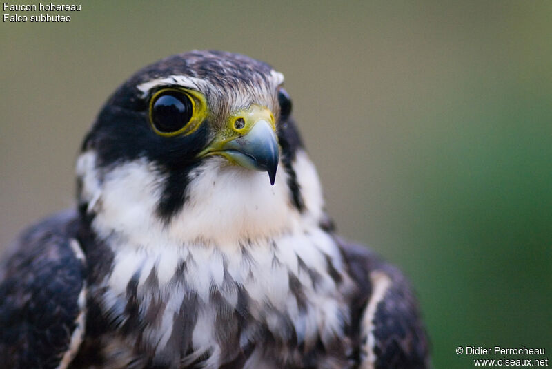 Eurasian Hobby