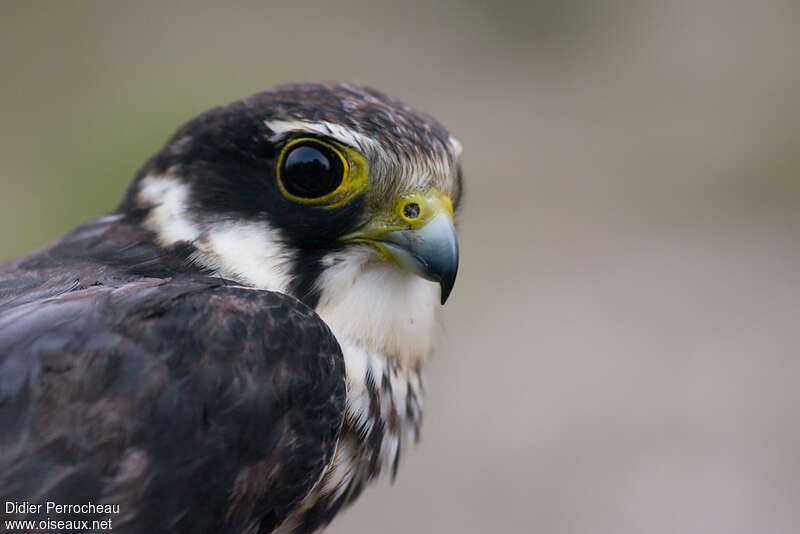 Faucon hobereausubadulte, portrait