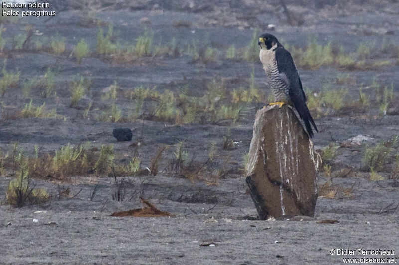 Peregrine Falcon