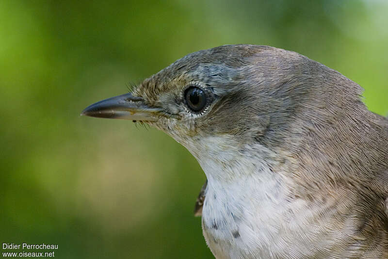 Fauvette épervière1ère année, portrait