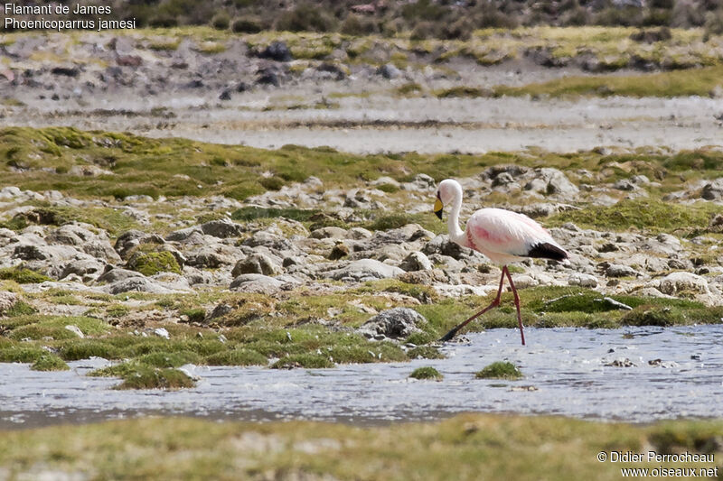 James's Flamingo