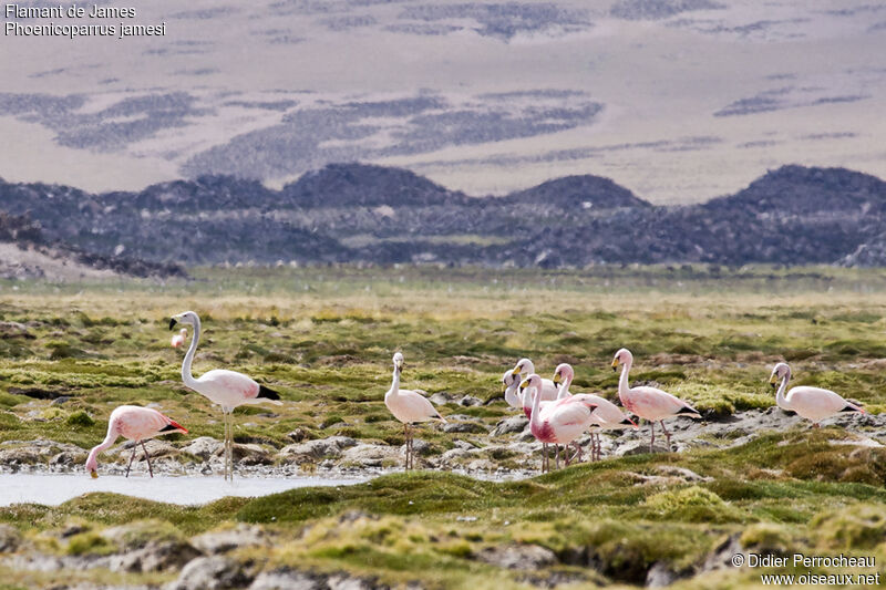 James's Flamingo