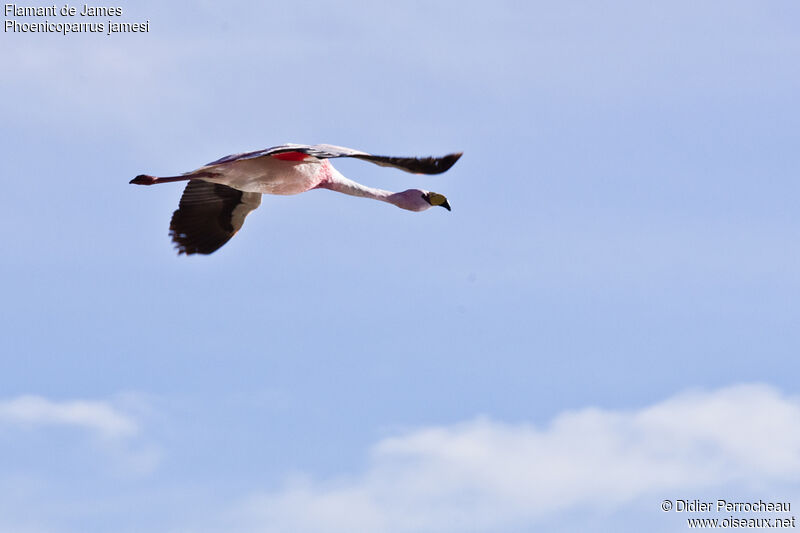 James's Flamingo