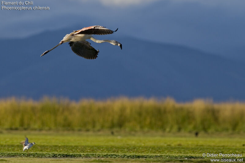 Chilean Flamingoimmature