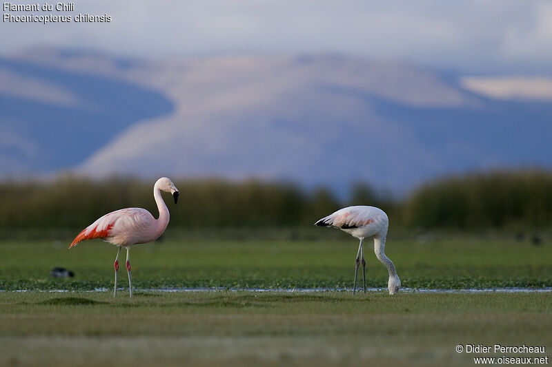 Chilean Flamingo