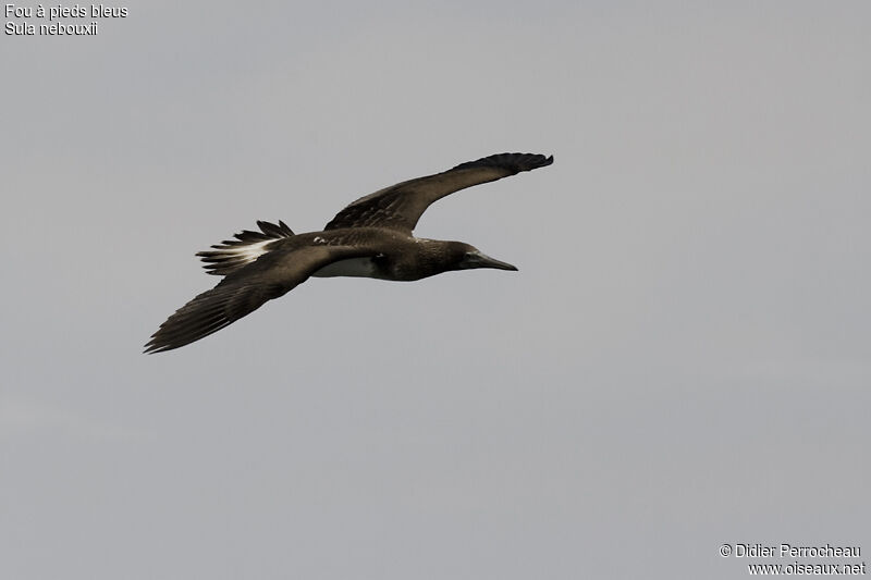 Blue-footed Boobyimmature, Flight