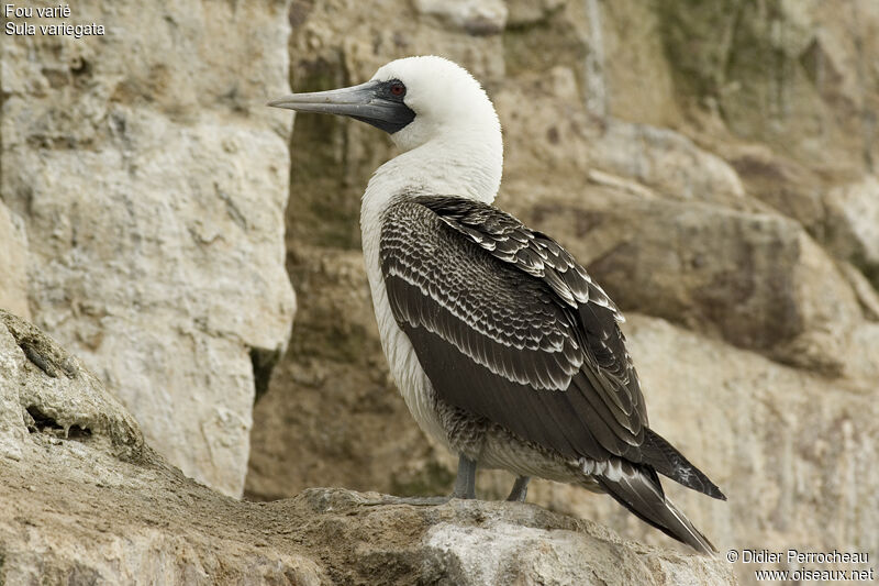 Peruvian Booby, identification