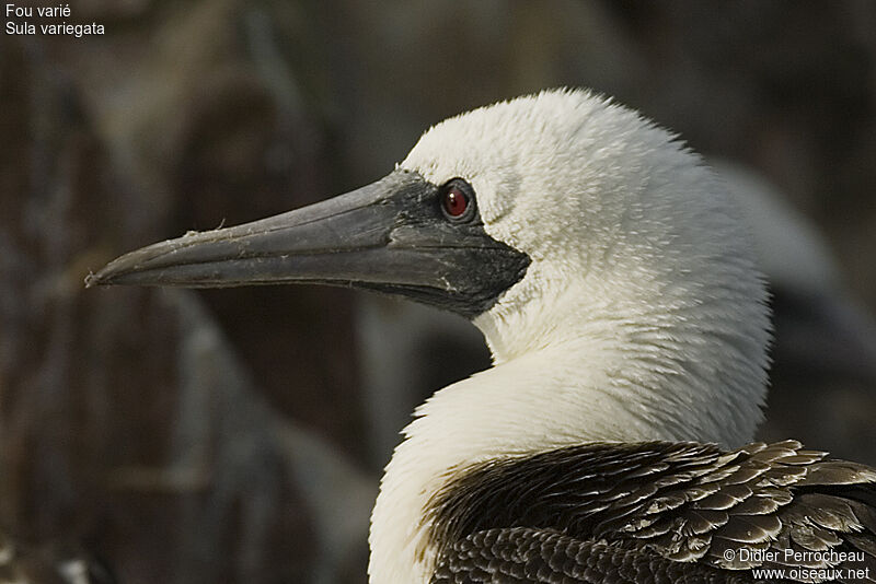 Peruvian Booby