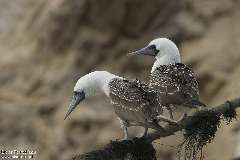 Peruvian Boobyadult, Behaviour