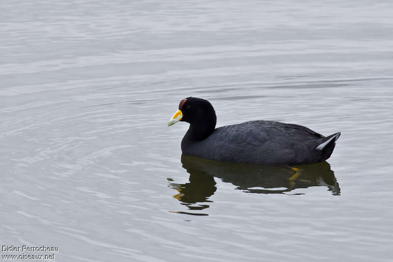 Andean Cootadult, identification