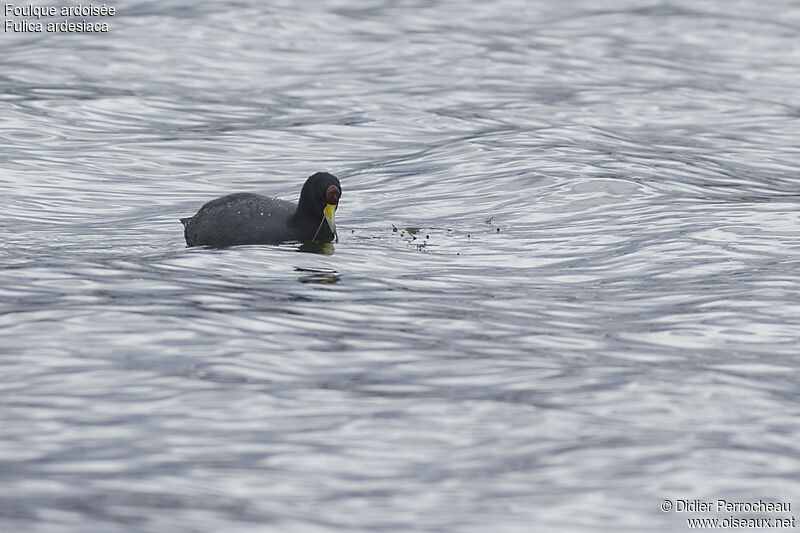 Andean Coot