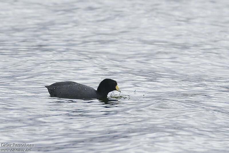 Foulque ardoiséeadulte, mange