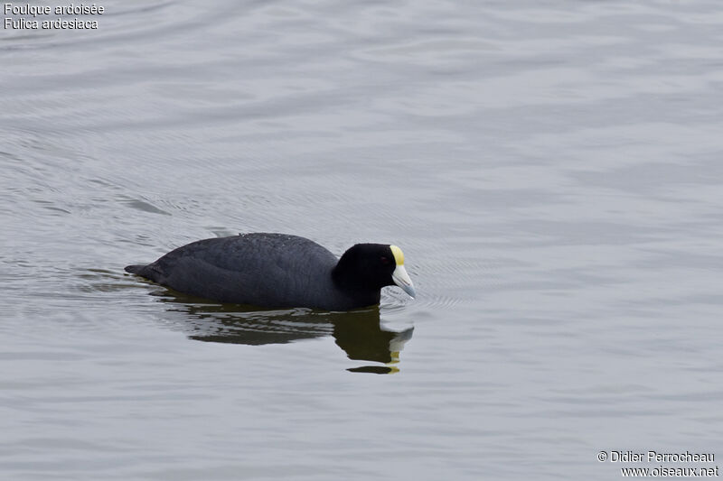 Andean Coot