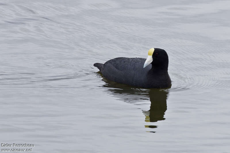 Andean Cootadult, pigmentation