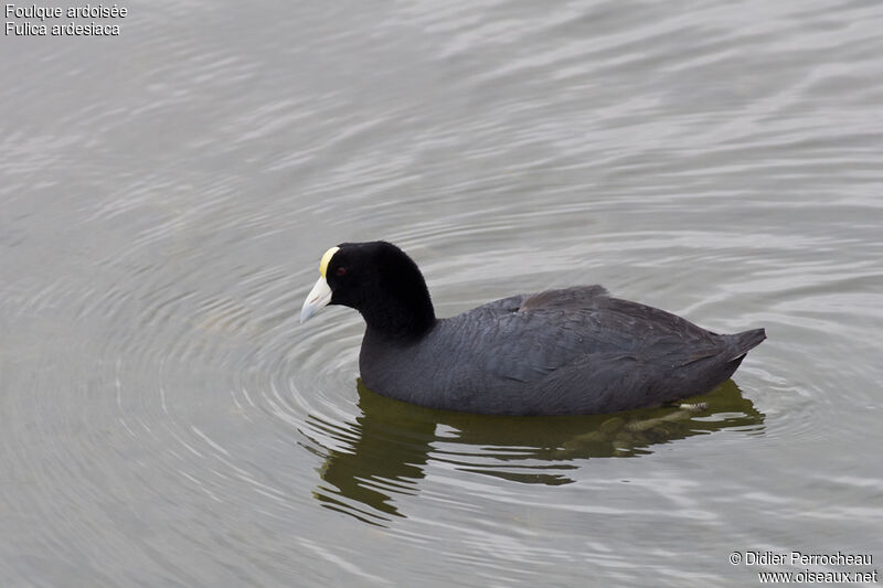 Andean Coot