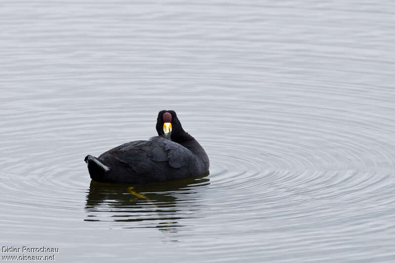 Andean Cootadult, care, pigmentation