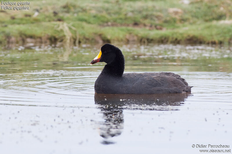 Giant Coot