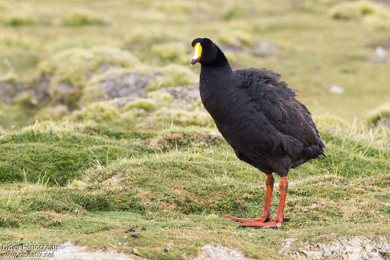 Giant Cootadult, identification