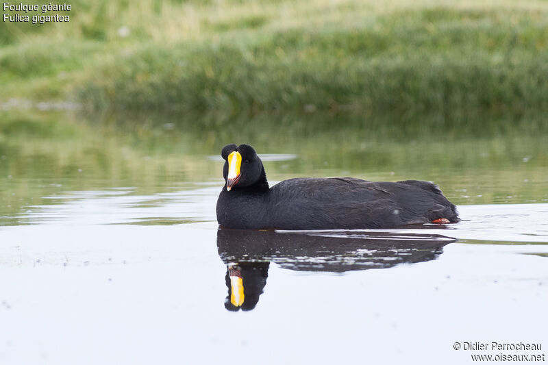 Giant Coot