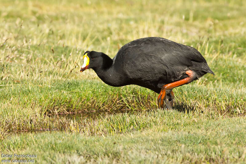 Foulque géanteadulte, identification