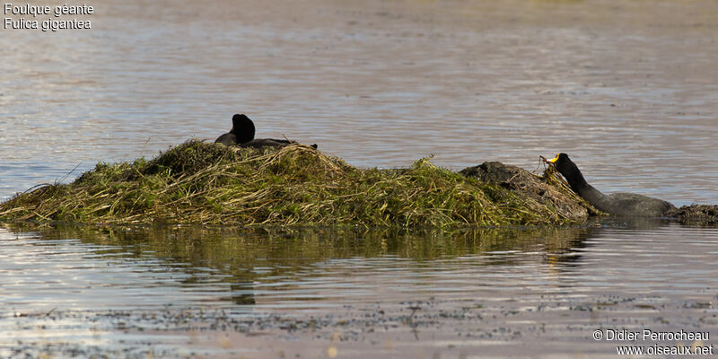 Giant Coot