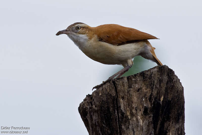 Pacific Horneroadult, identification