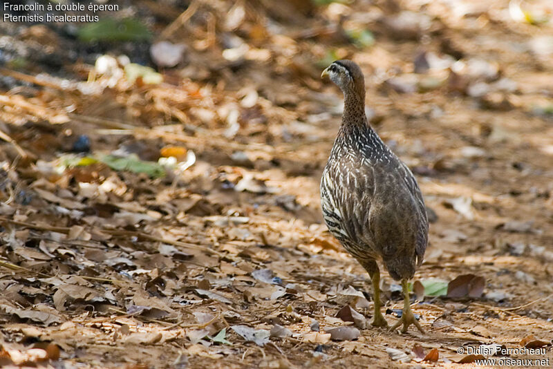 Double-spurred Spurfowl