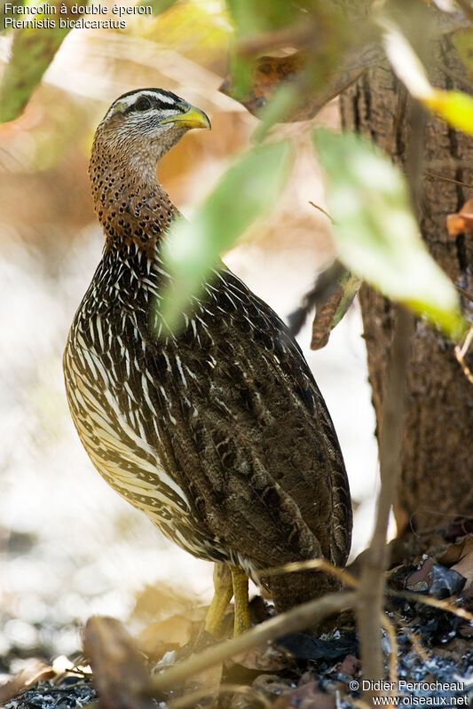 Double-spurred Spurfowl