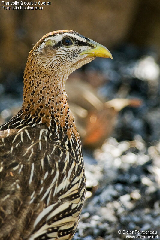 Double-spurred Spurfowl