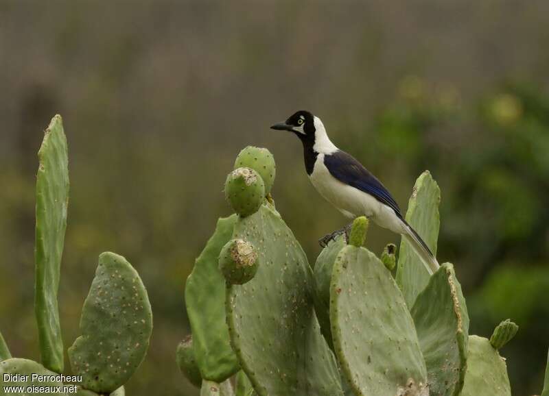 Geai à moustachesadulte, identification