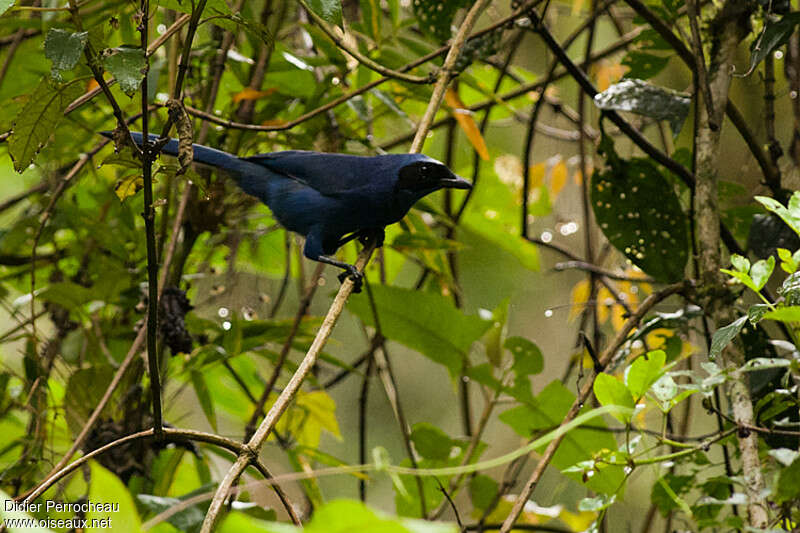 White-collared Jayadult