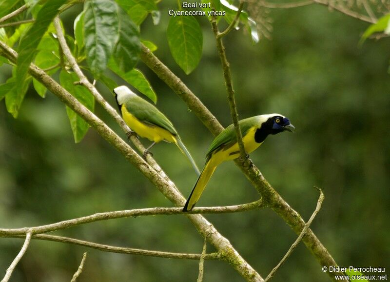 Inca Jay