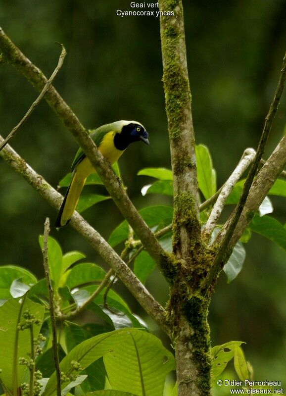 Inca Jay