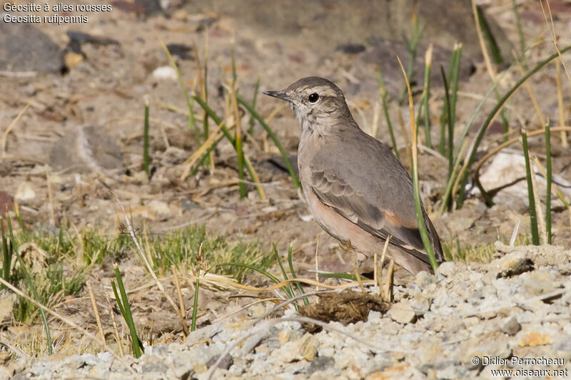 Rufous-banded Miner