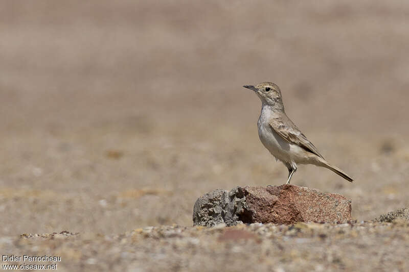 Coastal Mineradult