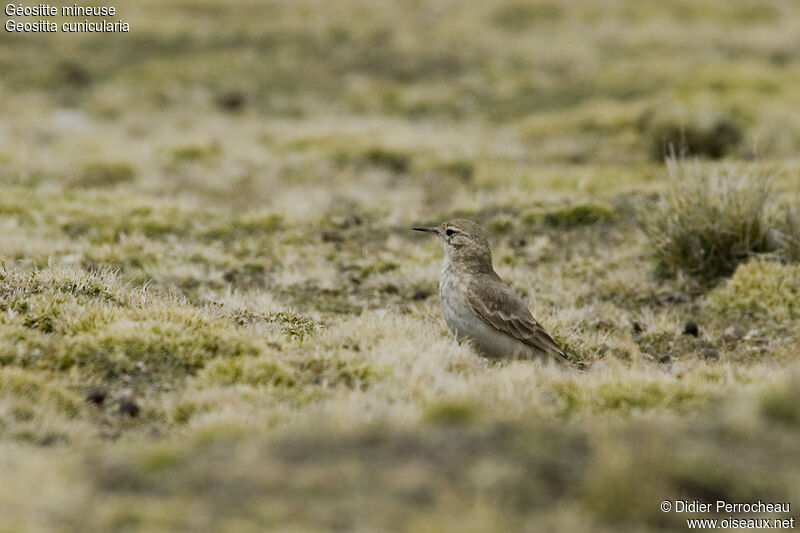 Common Miner, identification