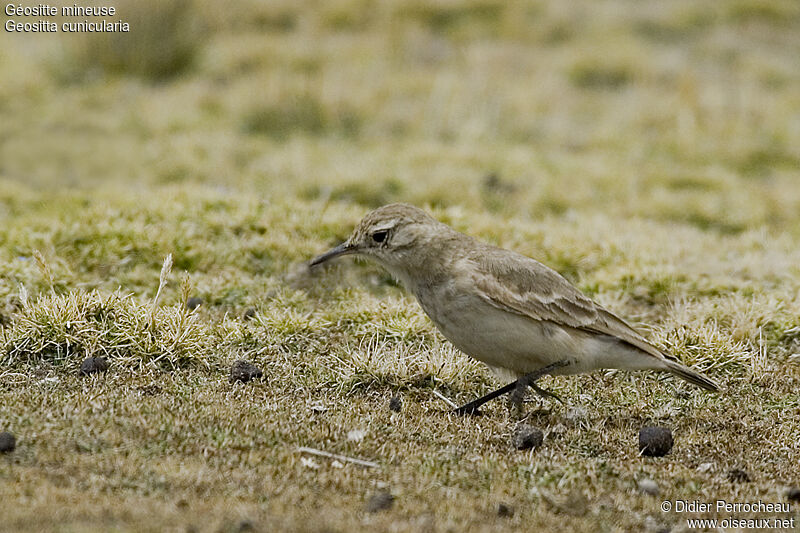 Common Miner, identification