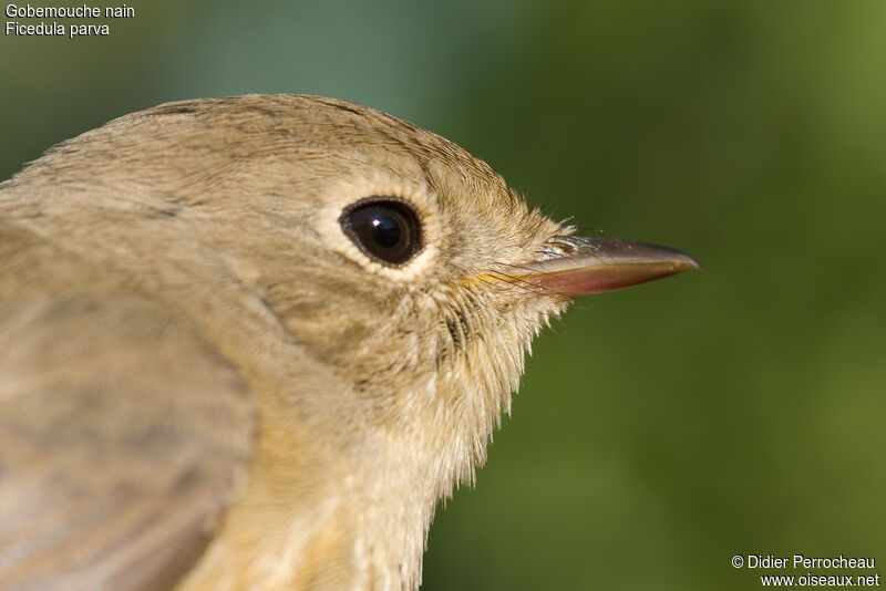 Red-breasted Flycatcher