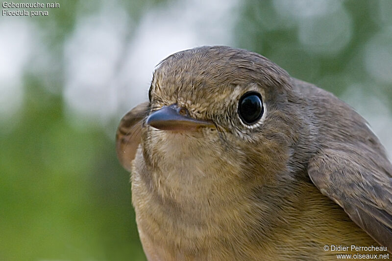 Gobemouche nainjuvénile